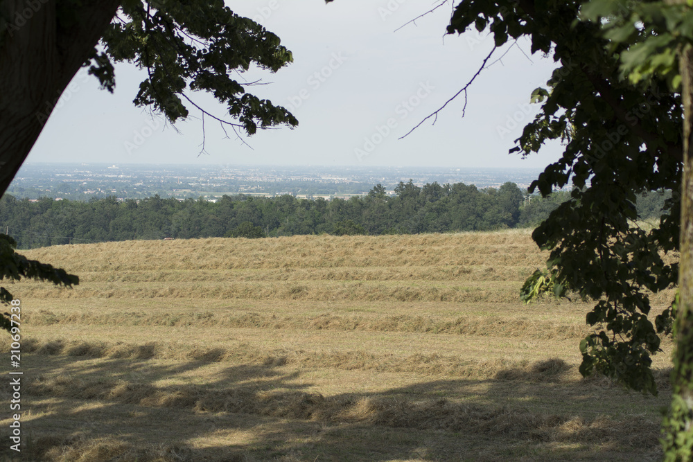 Campo di grano