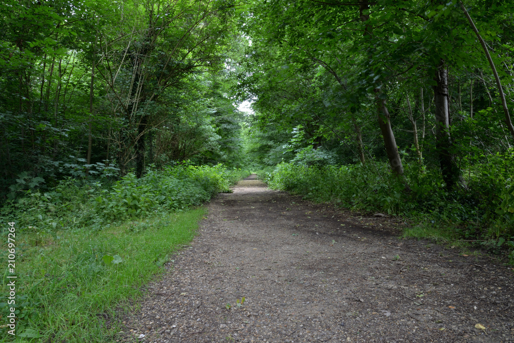 Fototapeta premium Forest