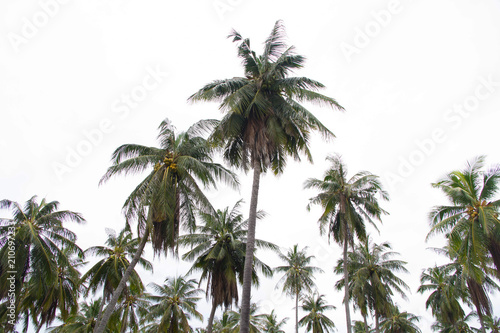 Coconut palm tree in beach summer 