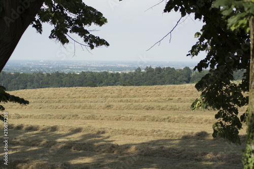Obraz na płótnie Campo di grano w salonie
