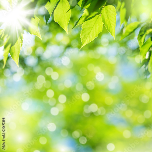 Bright summer natural background with fresh green leaves