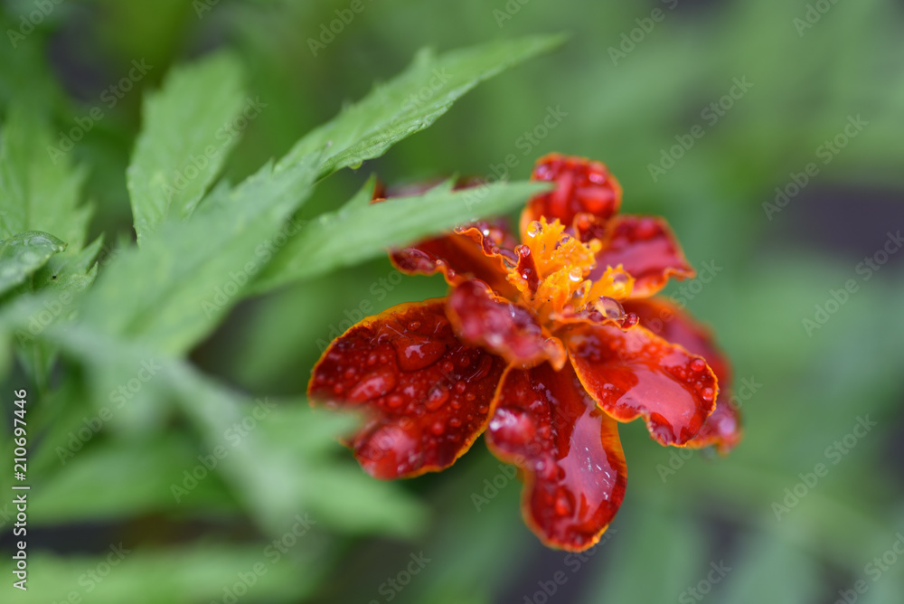 Flower marigold garden drop rain Flower marigold garden drop rain