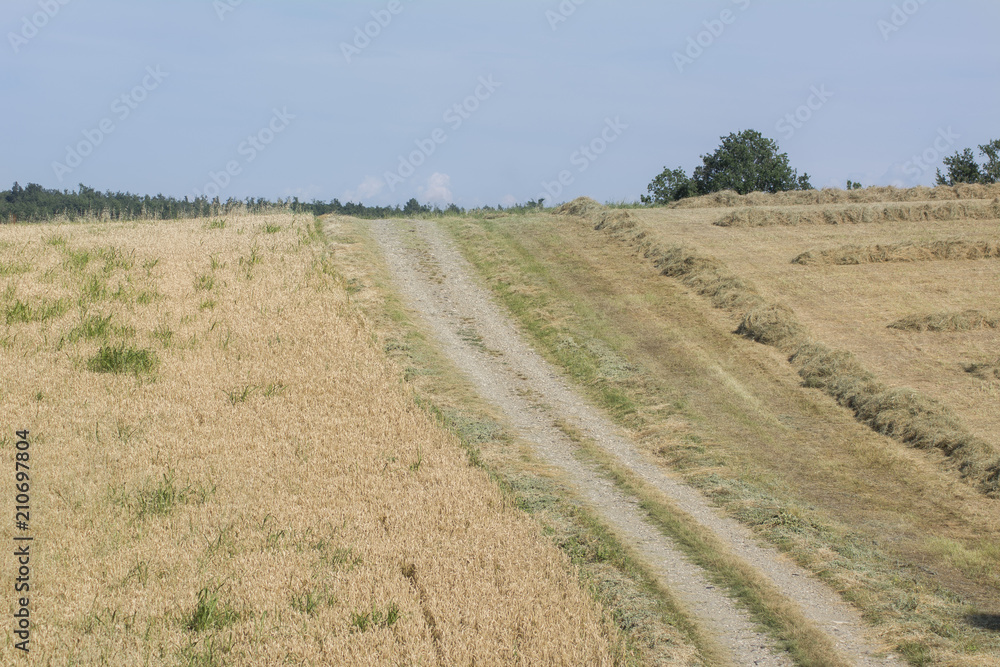 Campo di grano