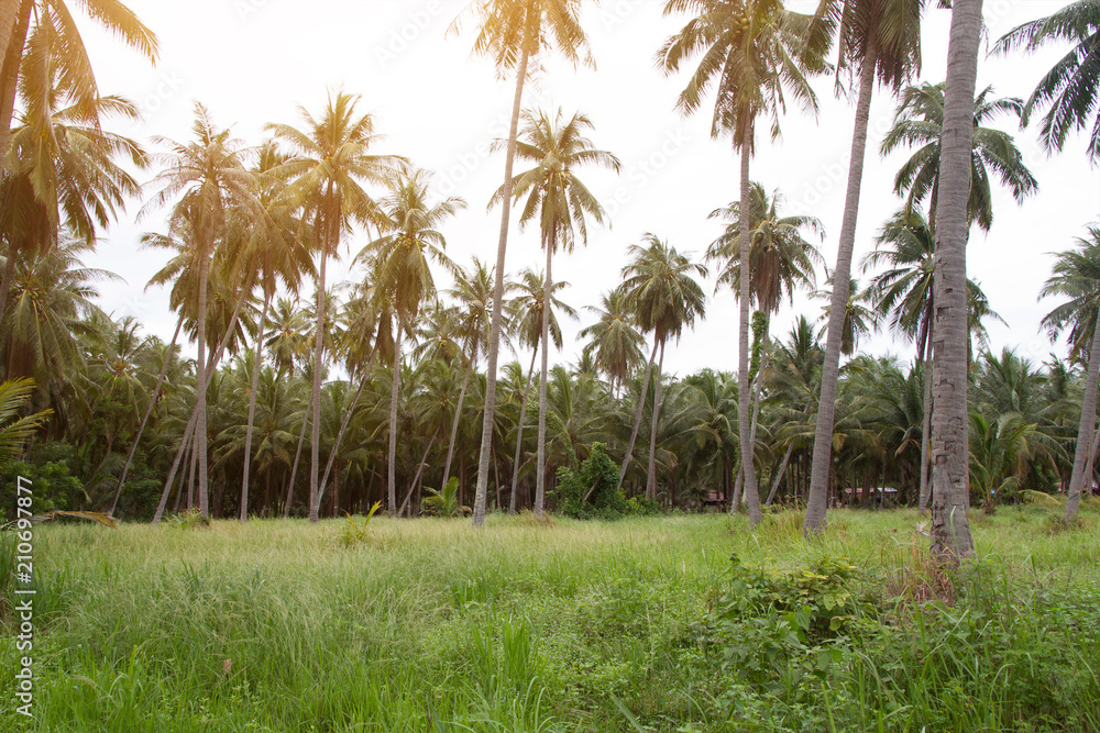 Obraz premium Coconut palm tree