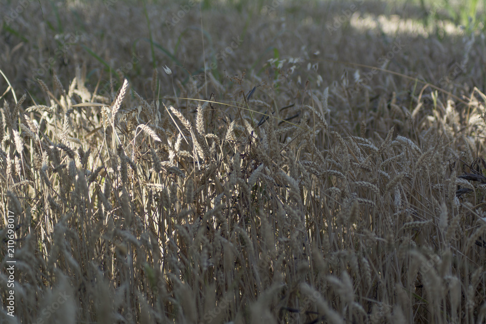 Campo di grano