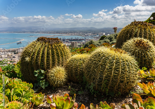 Giant cactuses in a park in Haifa city Israel.