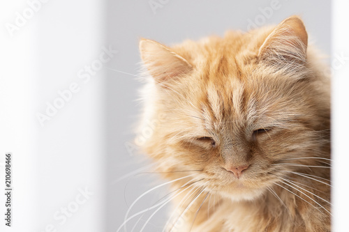 Portrait de chat angora roux