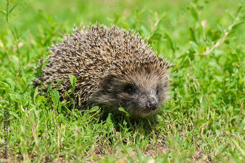 hedgehog on the grass