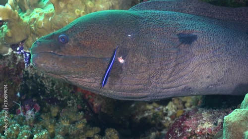 Cleaner wrasse fish cleaning moray eel at cleaning station - Red sea