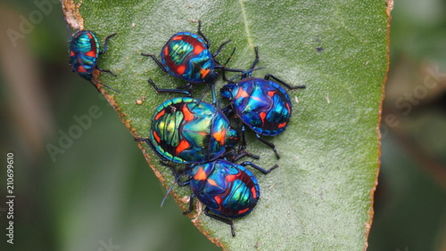Foto Shimmering blue Hibiscus Harlequin Bug, Tectocoris diophthalmus