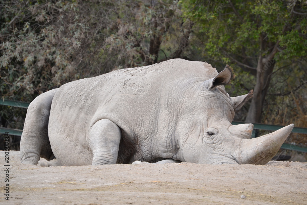 Fototapeta premium Rhino on the ground