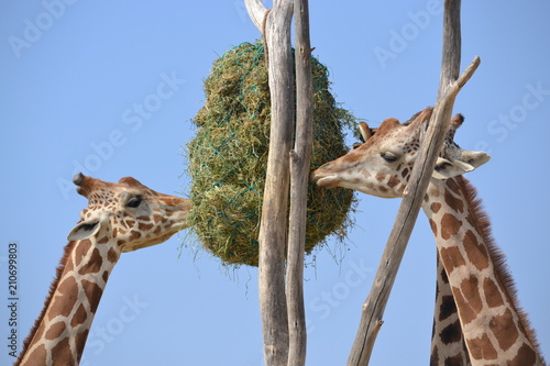 Canvas Print Giraffes eating