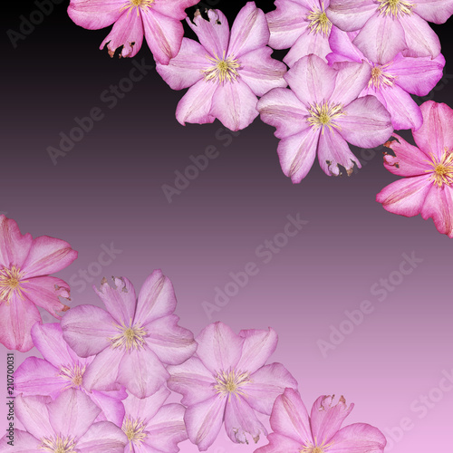 Beautiful floral background of Lilac Clematis