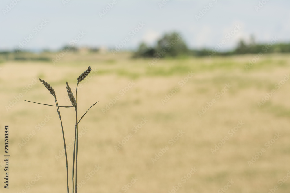 Grano
