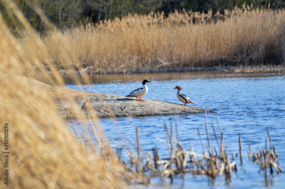 Common merganser / goosander on a cliff by the water, female and male. Sweden Common merganser / goosander on a cliff by the water, female and male. Sweden