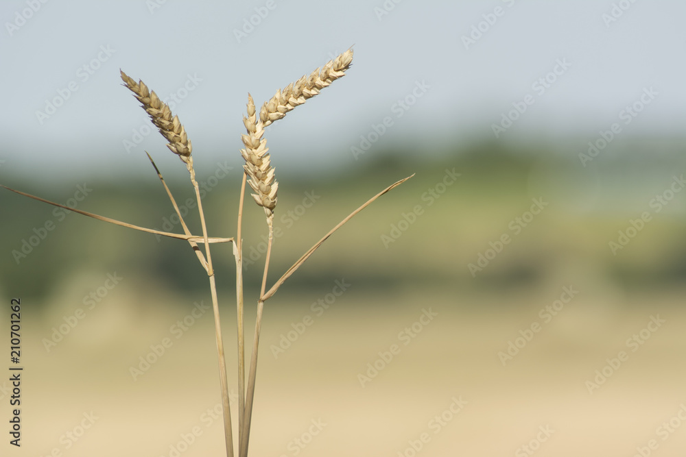 Grano