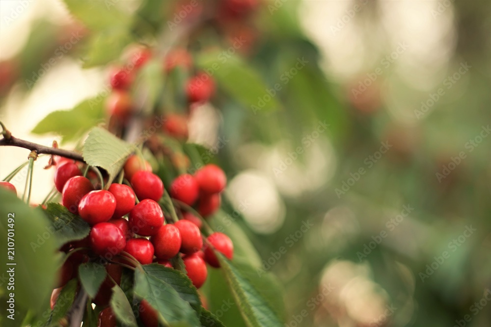 Ripe cherries on a tree branch Ripe cherries on a tree branch