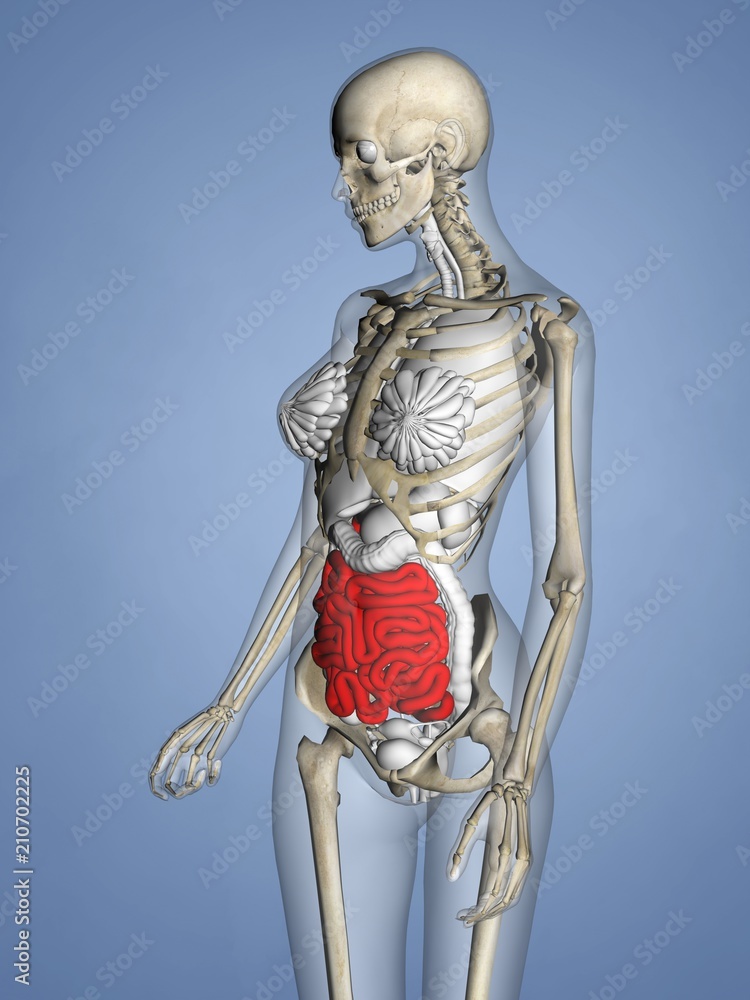 Small Intestine, Female Skeleton, 3D Human Model Small Intestine, Female Skeleton, 3D Human Model
