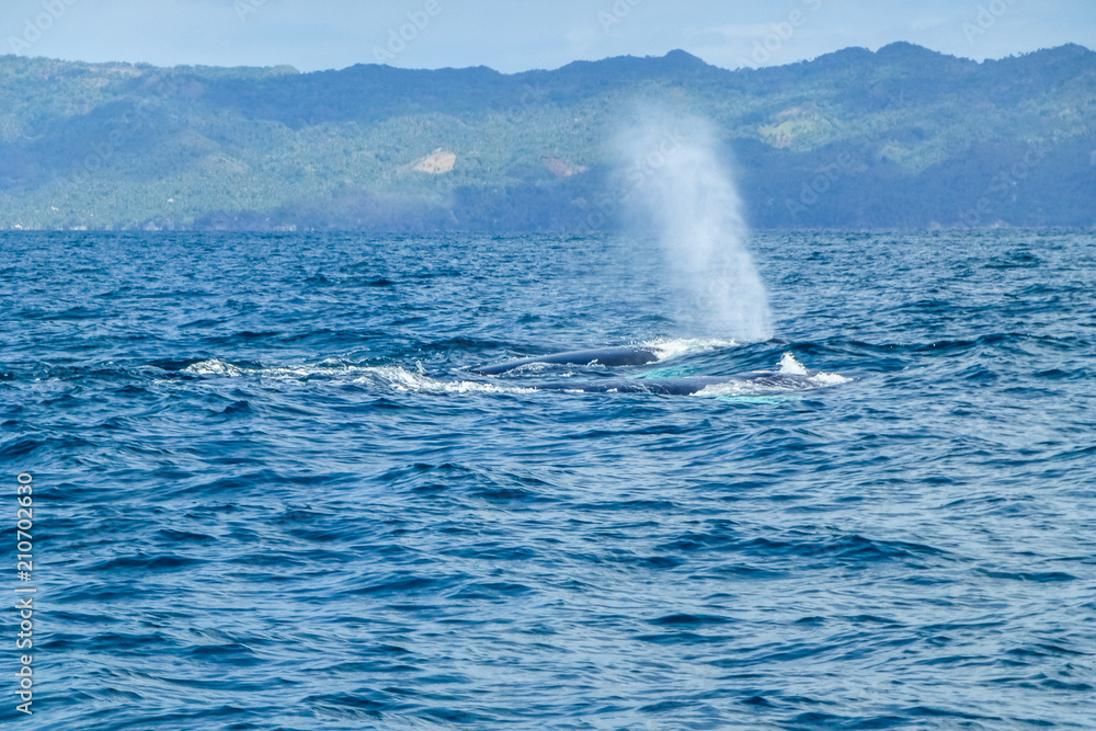 Naklejka premium Humpback whale blow water. Dominican Republic.