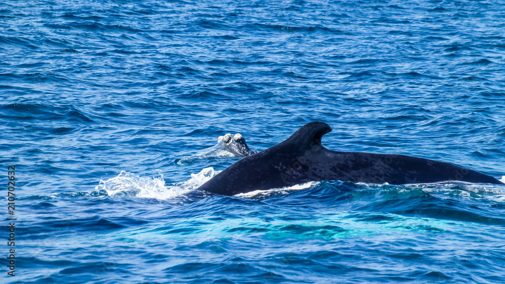 Fototapeta premium Dorsal fin on the Humpback whale. Dominican Republic.