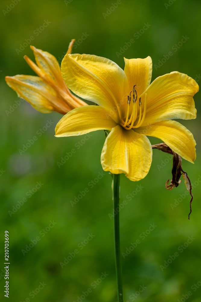 Obraz premium beautiful Hemerocallis fulva flower in summer time