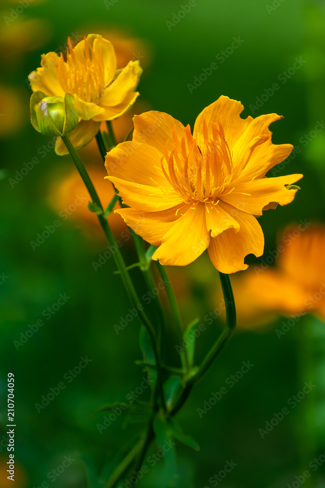 beautiful Ranunculus flowers in summer time beautiful Ranunculus flowers in summer time