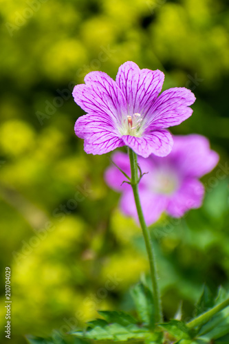 beautiful Geranium columbinum flower in summer time