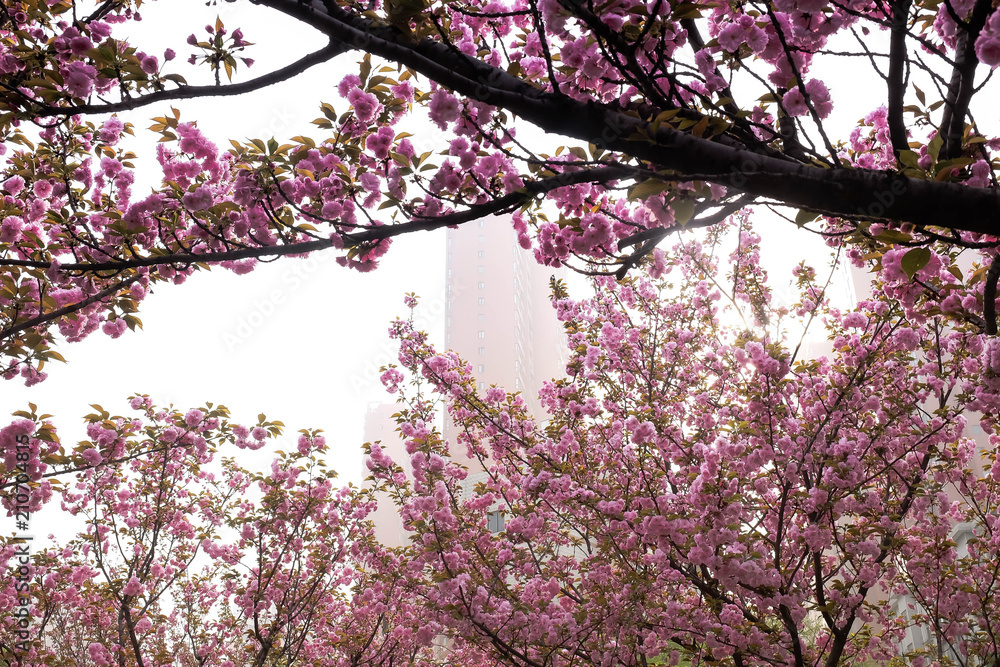Magnolia flowers and buds on beautiful background