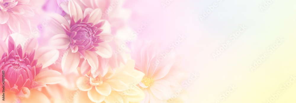 Obraz premium delikatny romansowy kwiat dalii w słodkim pastelowym tonie na walentynki i kartkę ślubną