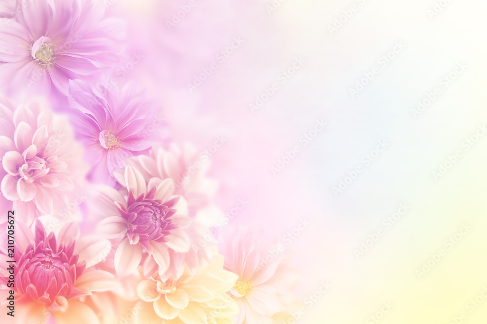soft romance dahlia flower in sweet pastel tone background for valentine and wedding card 