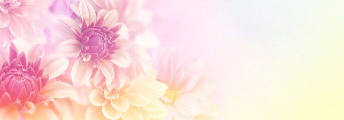 soft romance dahlia flower in sweet pastel tone background for valentine and wedding card 