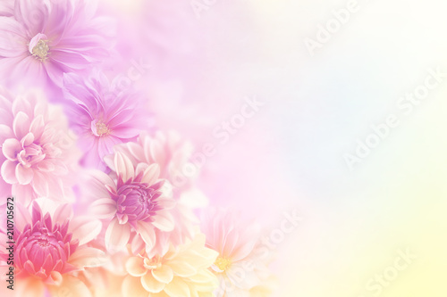 Fototapeta Naklejka Na Ścianę i Meble -  soft romance dahlia flower in sweet pastel tone background for valentine and wedding card 