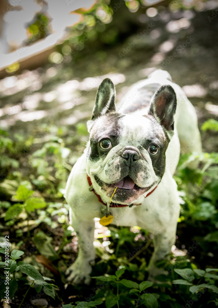 Fototapeta premium The French Bulldog