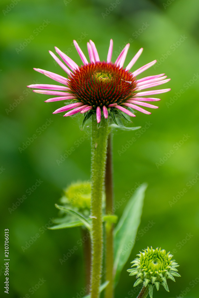 beautiful erigeron flower in summer time beautiful erigeron flower in summer time