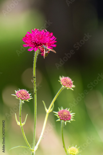 beautiful Scabiosa atropurpurea flowers in spring time