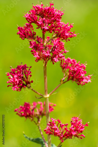 red flowers in summer time