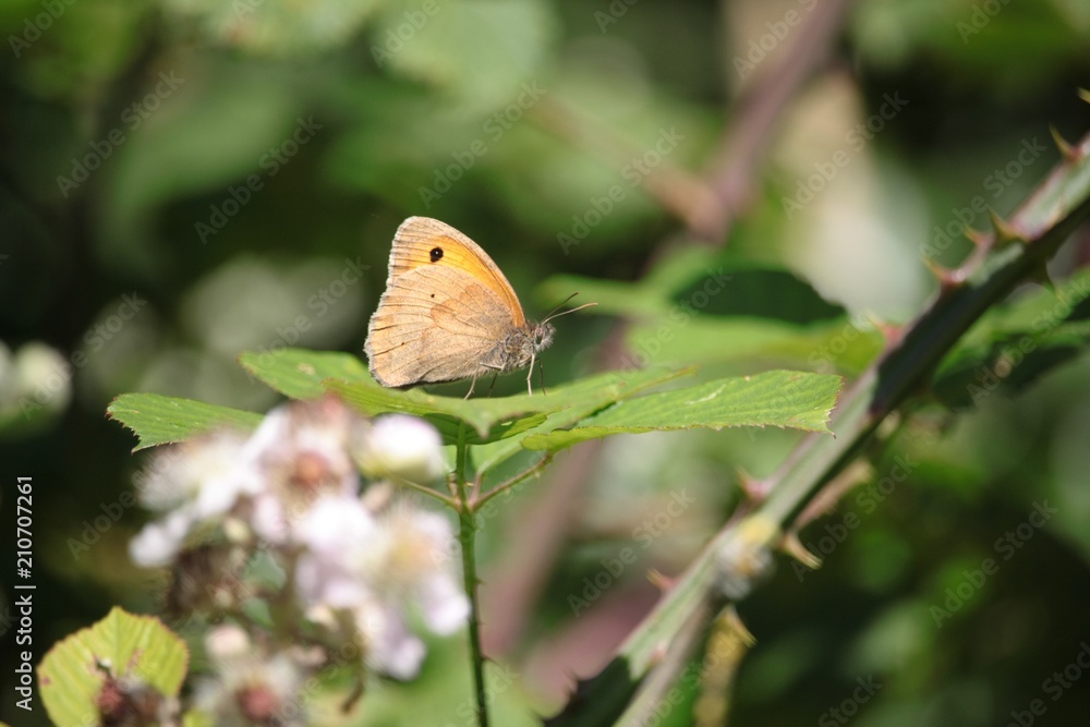 Fototapeta premium L'amaryllis