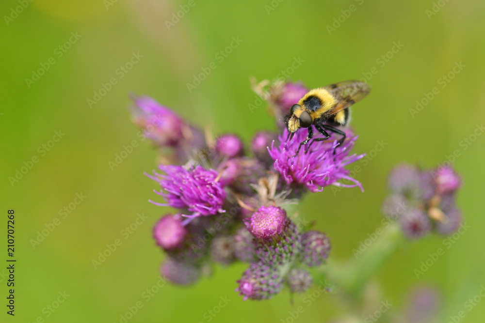 Hummel-Waldschwebfliege (Volucella bombylans) Hummel-Waldschwebfliege (Volucella bombylans)