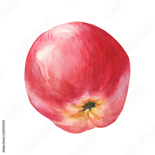 Hand drawn watercolor red apple isolated on white background. Delicious food illustration.