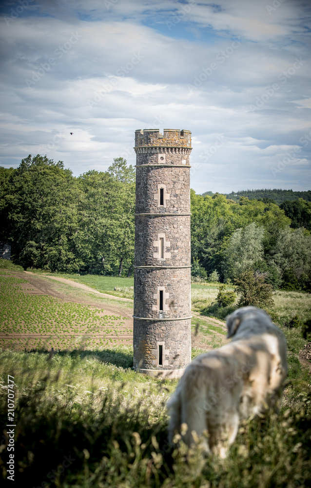 Fototapeta premium Dog and Water Tower