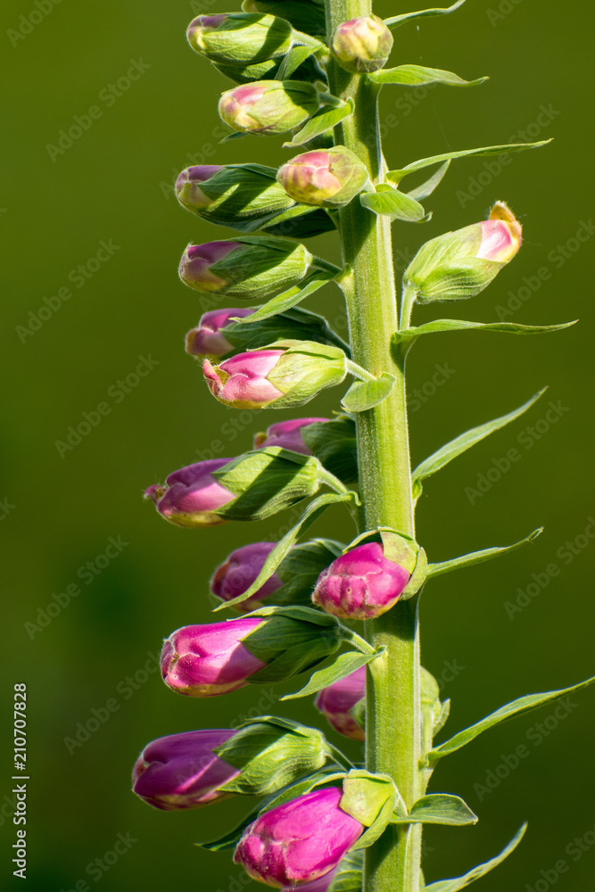 orchid on green background orchid on green background