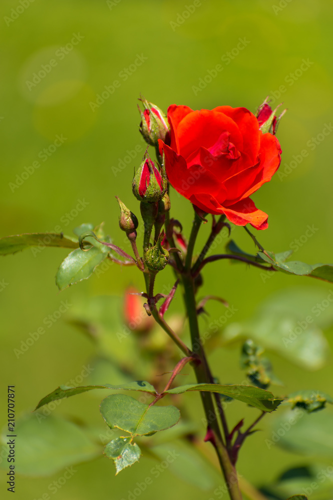 beautiful rose in summer time