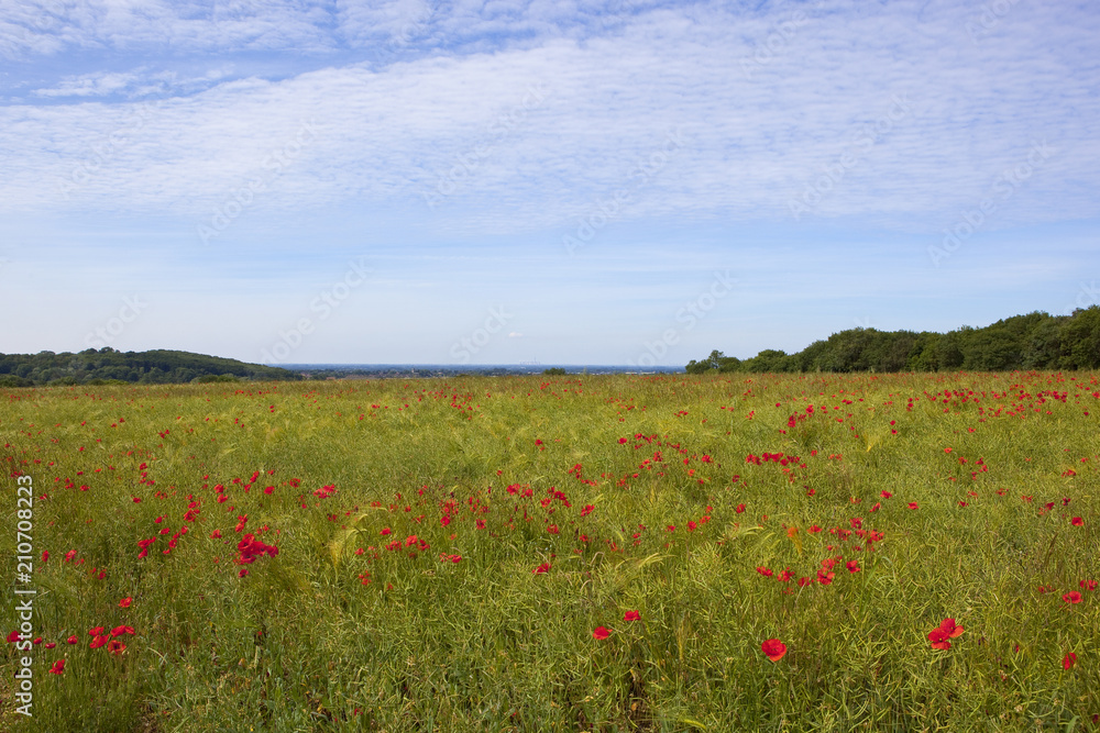 hilltop poppy field