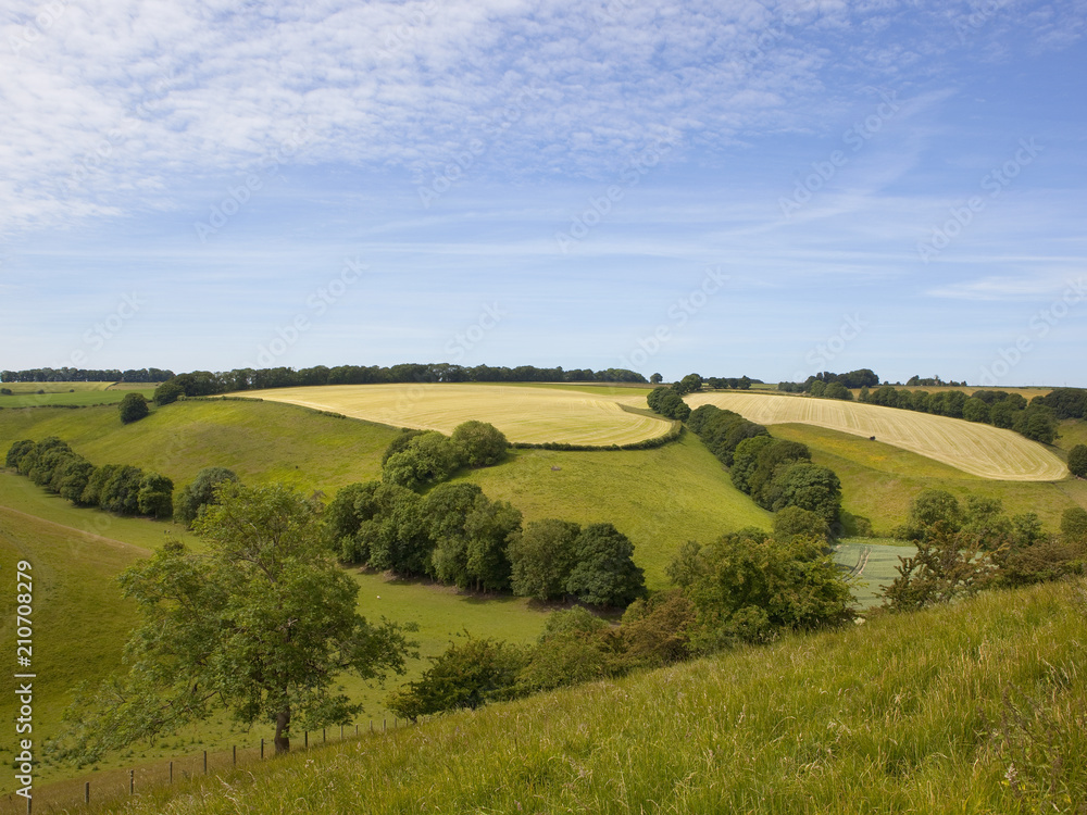 Yorkshire grazing meadows