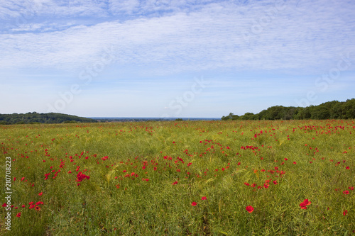 Obraz na płótnie hilltop poppy field w salonie