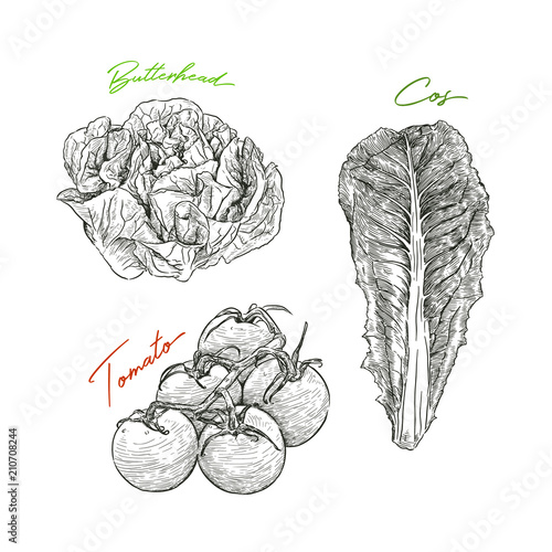Hand drawn sketch style vegetables set. butterhead salad, tomato and cos salad.