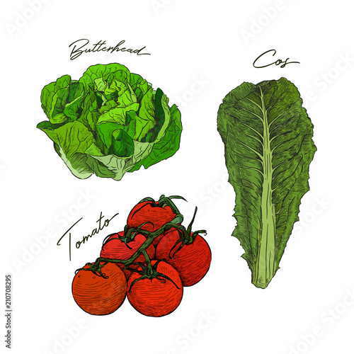 Quadro em tela Hand drawn sketch style vegetables set