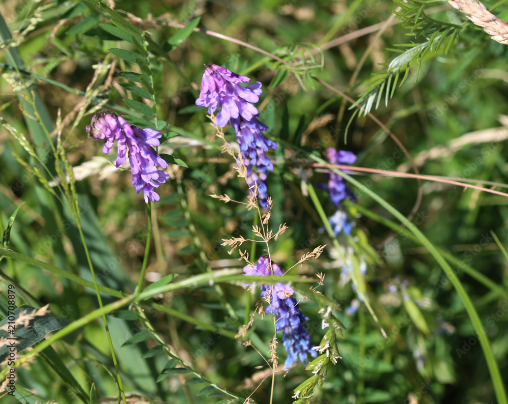 Vicia cracca commonly called tufted vetch, bird or blue vetch and boreal vetch, blooming in spring Vicia cracca commonly called tufted vetch, bird or blue vetch and boreal vetch, blooming in spring