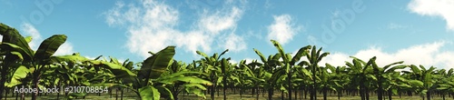Banana Grove. Panorama of trees against the sky with clouds. 3D rendering