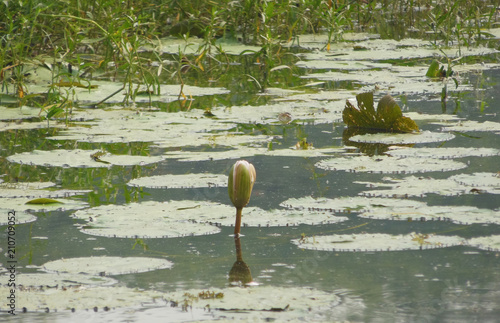 Lotus blossom Flower in lake water natural habitat	